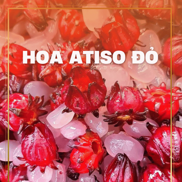 HOA ATISO ĐỎ HÀ GIANG