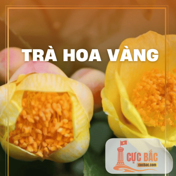 TRÀ HOA VÀNG HÀ GIANG