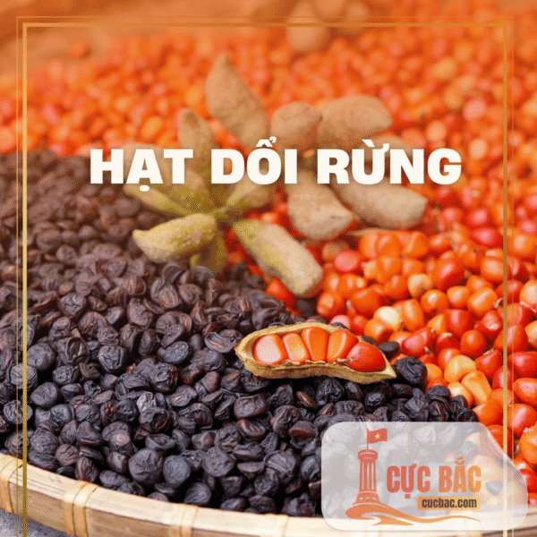 HẠT DỔI RỪNG HÀ GIANG